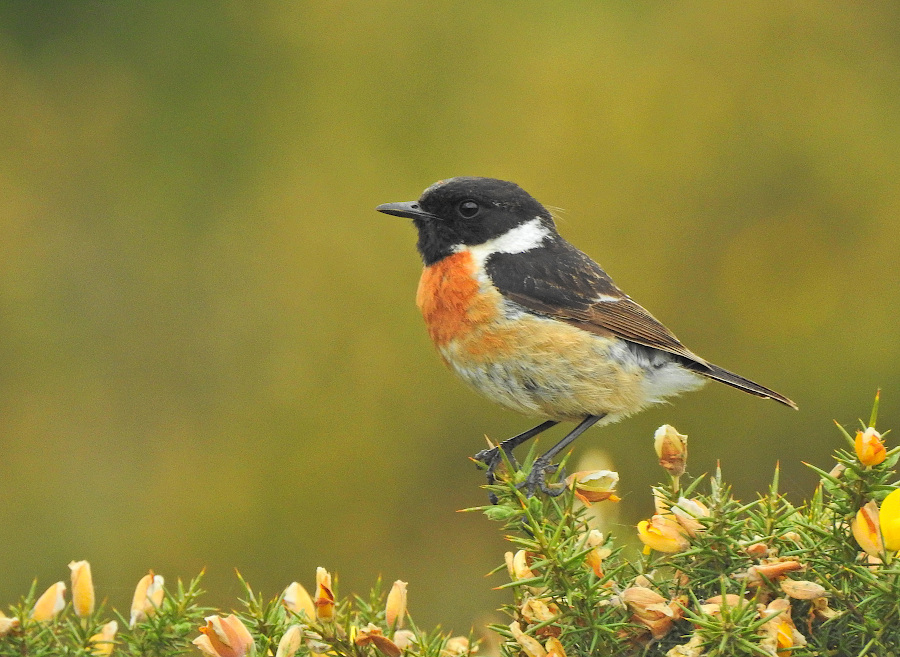European Stonechat