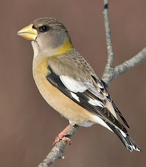Evening Grosbeak