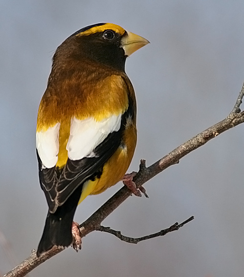 Evening Grosbeak