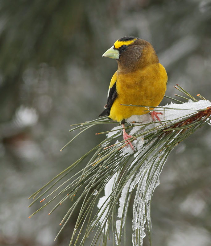 Evening Grosbeak