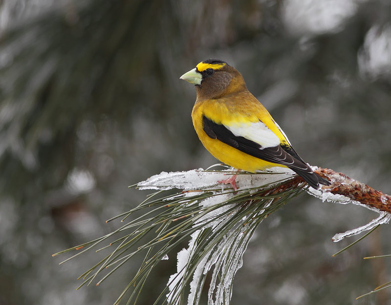 Evening Grosbeak