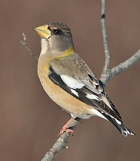 Evening Grosbeak