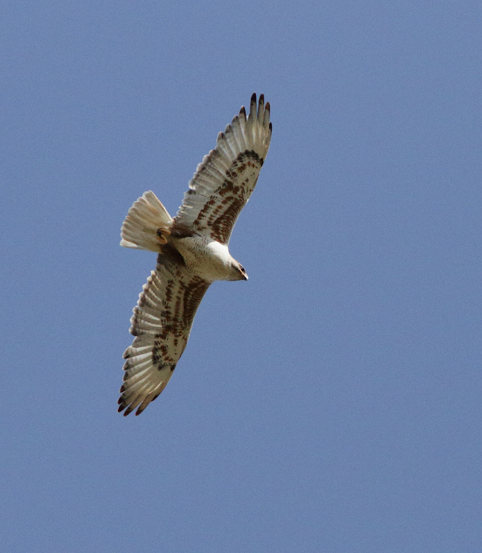 Ferruginous Hawk