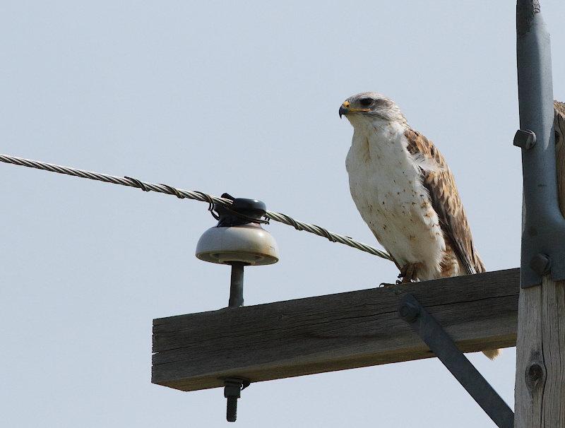 Ferruginous Hawk
