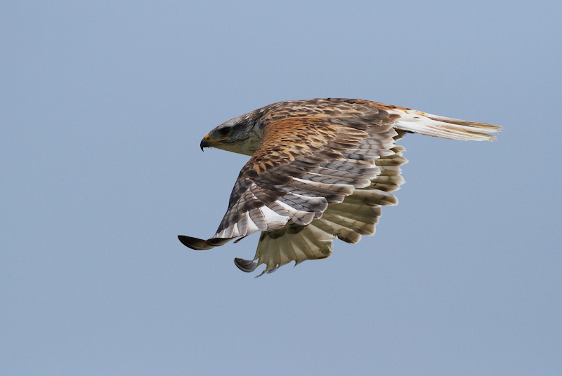 Ferruginous Hawk