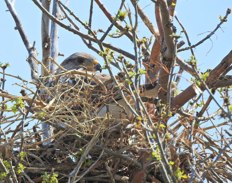 Ferruginous Hawk