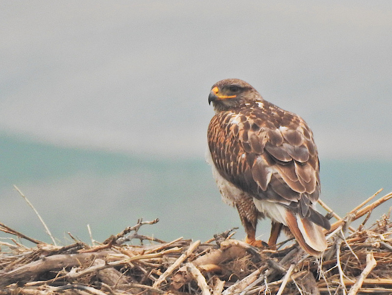 Ferruginous Hawk