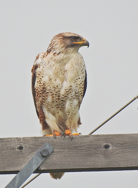 Ferruginous Hawk