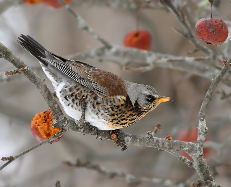 Fieldfare