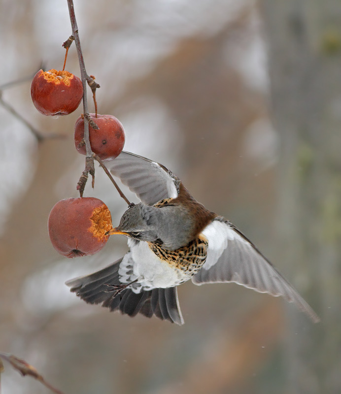 Fieldfare