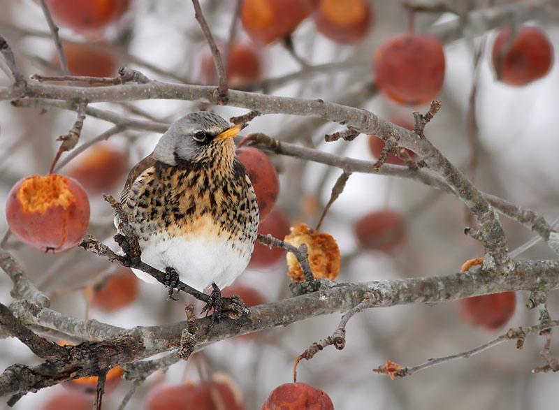 Fieldfare