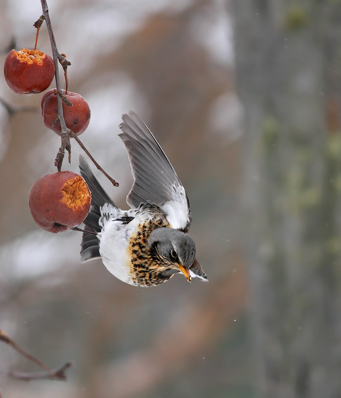 Fieldfare
