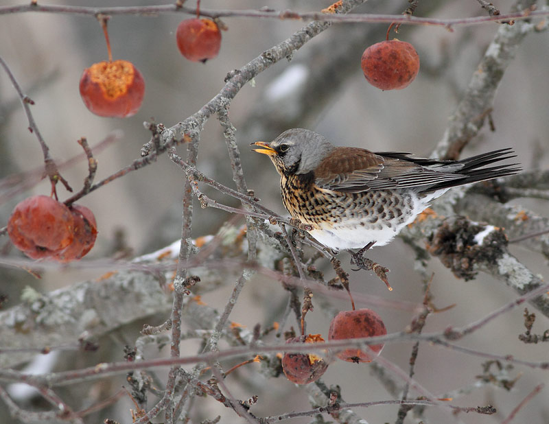 Fieldfare