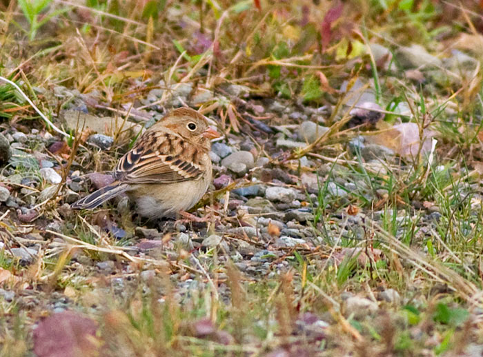Field Sparrow