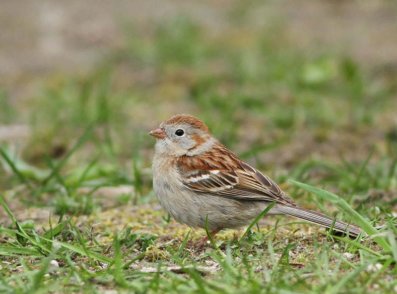 Field Sparrow