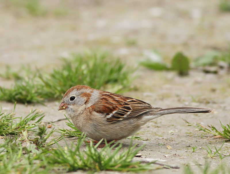 Field Sparrow