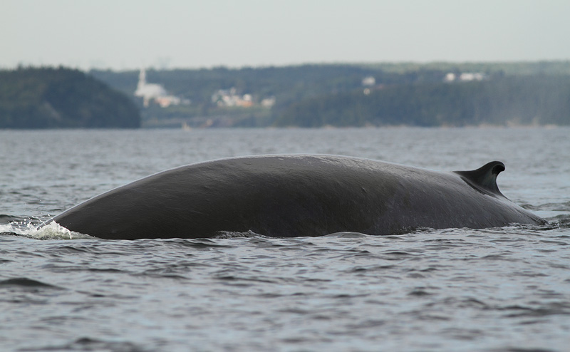 Fin Whale