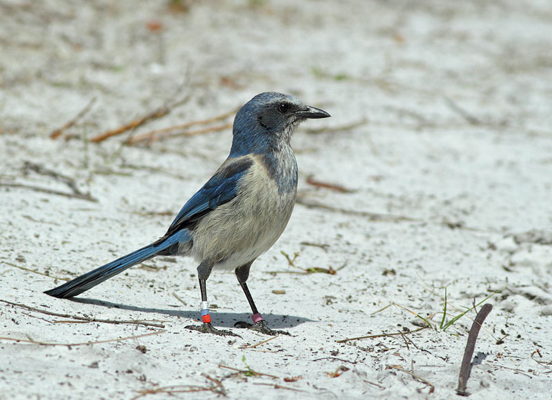 Florida Scrub-Jay