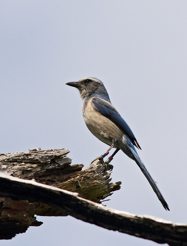 Florida Scrub-Jay
