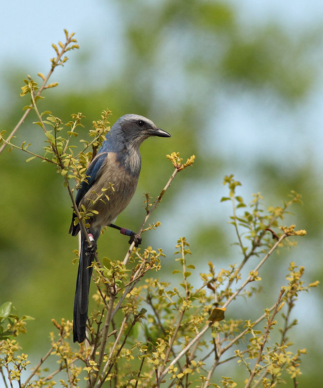 Florida Scrub-Jay