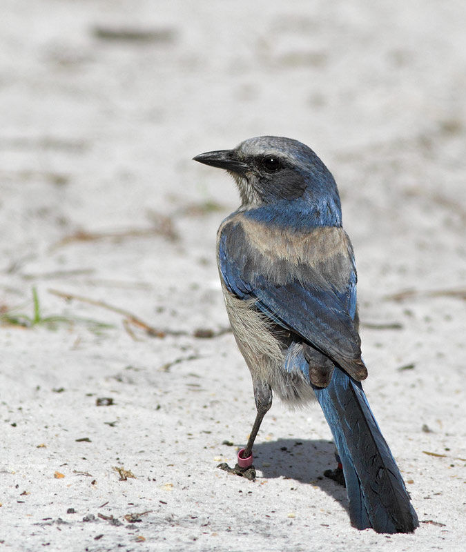 Florida Scrub-Jay