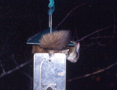 Flying Squirrel