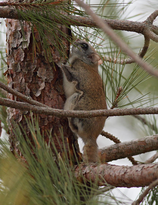 Flying Squirrel