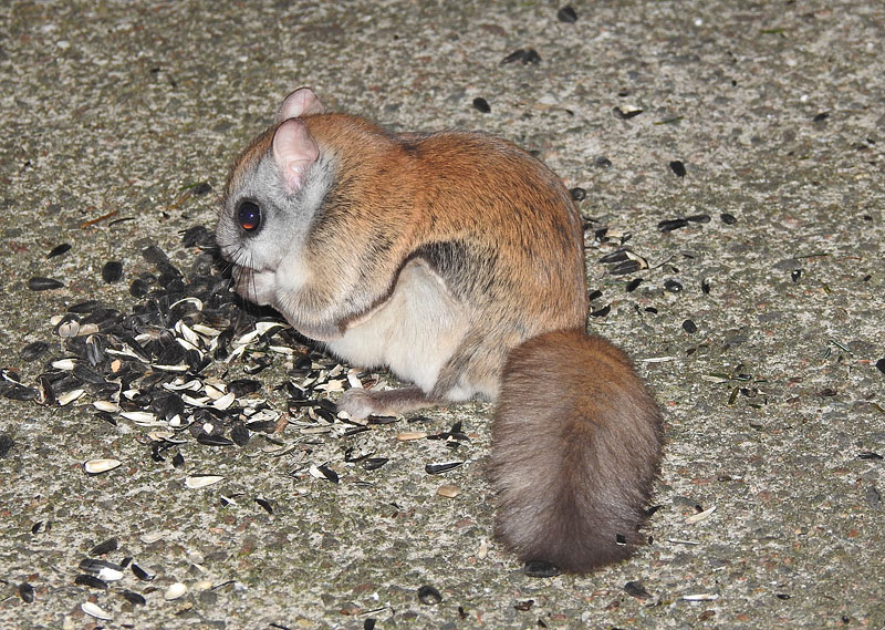Flying Squirrel