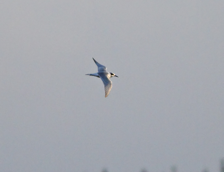 Forster's Tern