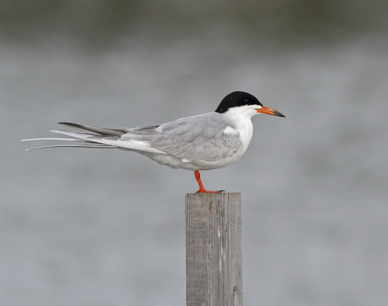 Forster's Tern