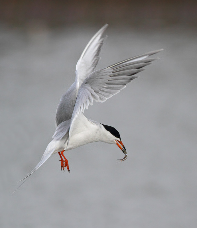 Forster's Tern
