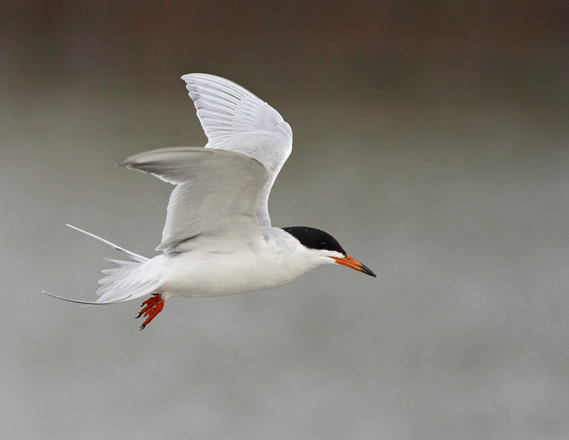Forster's Tern
