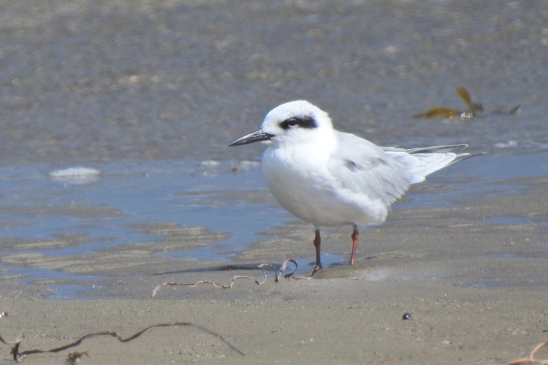 Forster's Tern