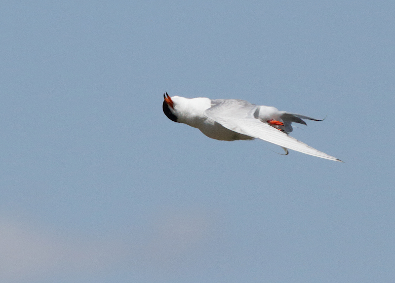 Forster's Tern