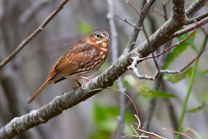 Fox Sparrow