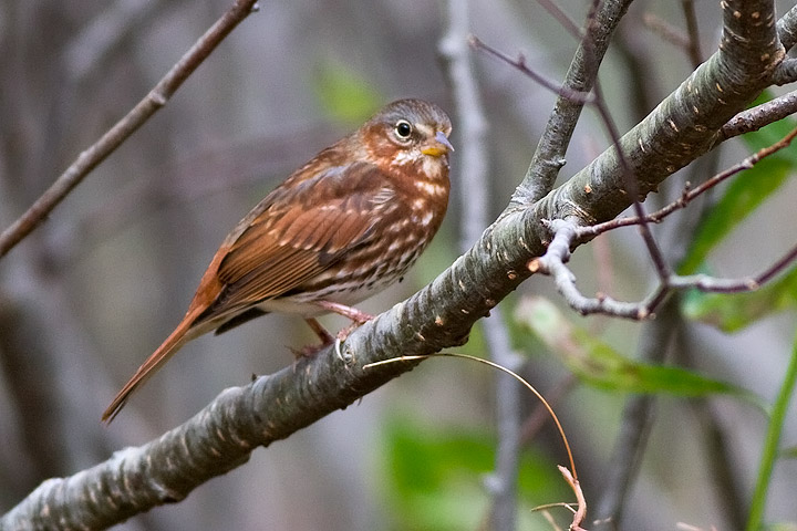 Fox Sparrow