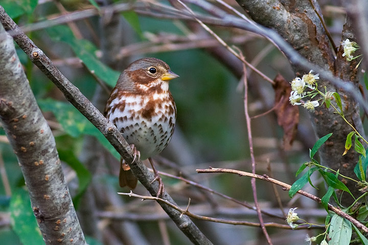Fox Sparrow
