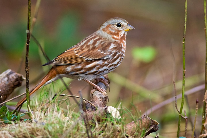 Fox Sparrow
