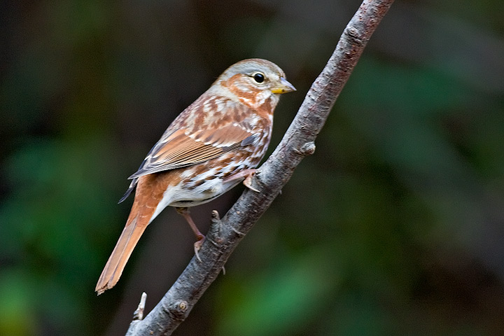 Fox Sparrow