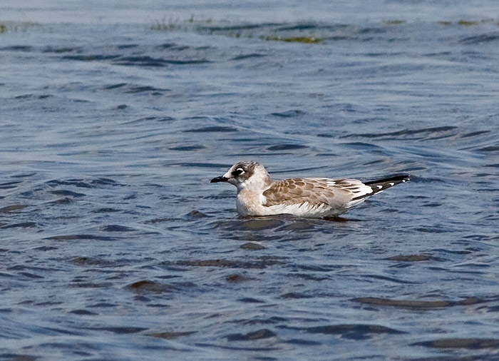 Franklin's Gull