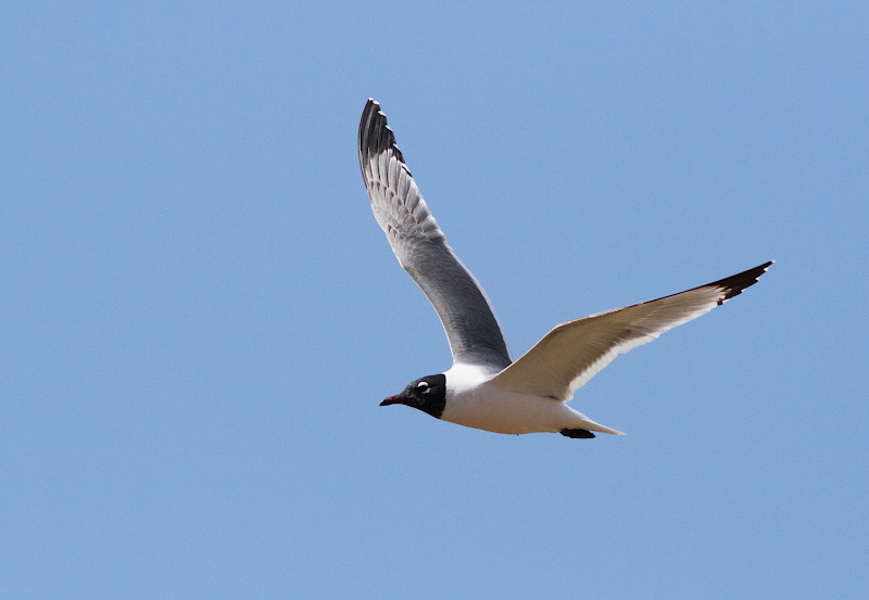 Franklin's Gull