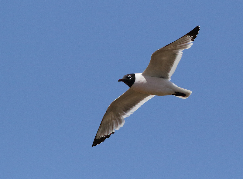 Franklin's Gull
