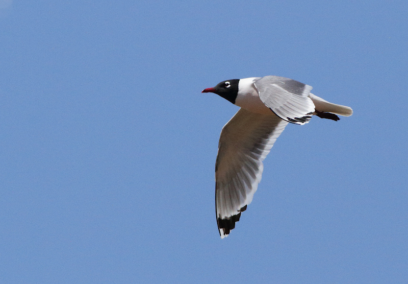 Franklin's Gull