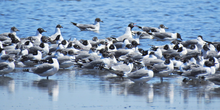Franklin's Gull