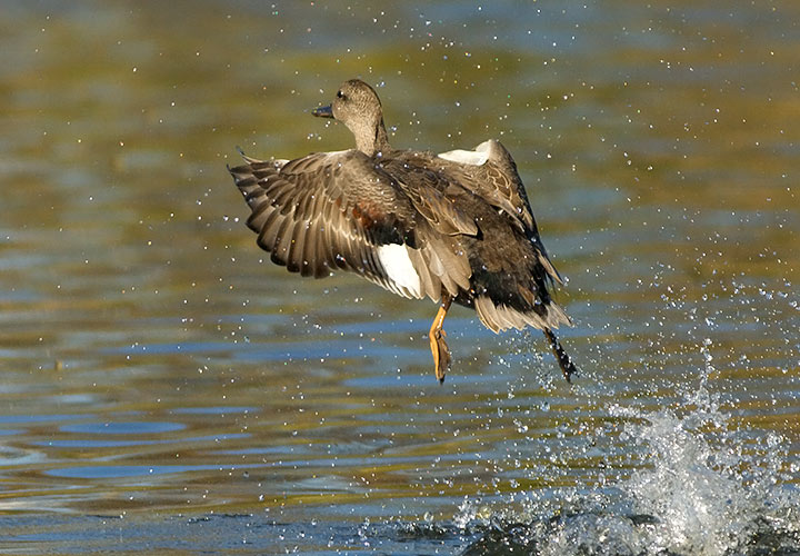 Gadwall