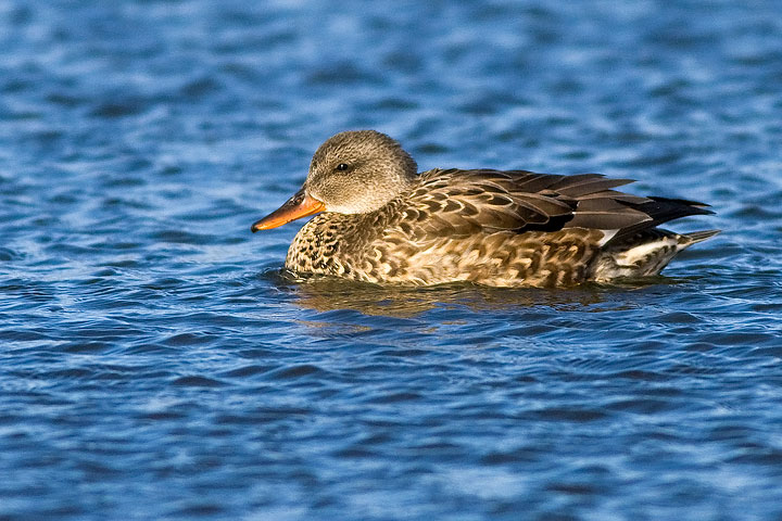 Gadwall