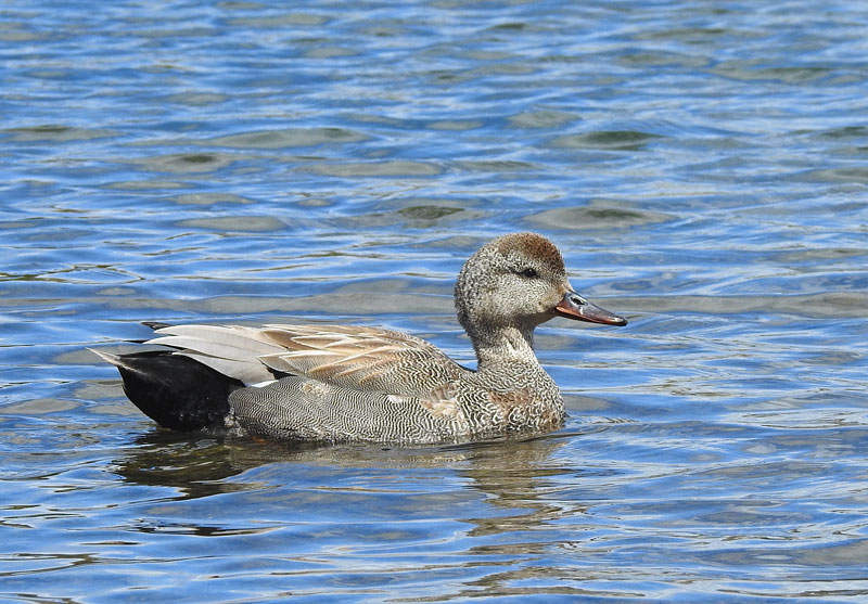 Gadwall