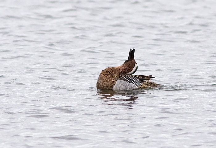 Garganey