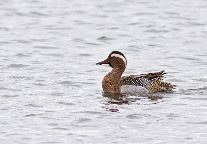 Garganey