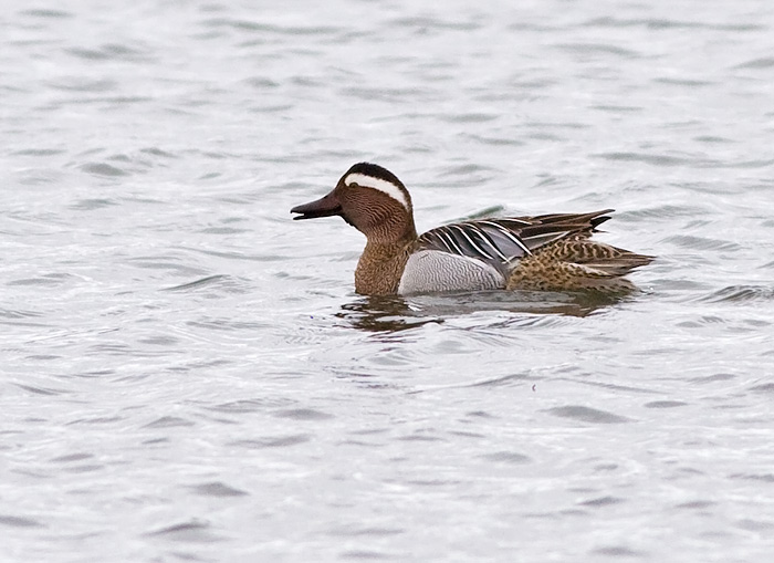 Garganey